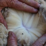 Wool photo